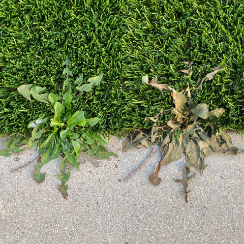 OXYTURF X - An All-Natural Weed & Grass Killer